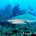 shark_greyreef_kk_h_0705_png1574.jpg
